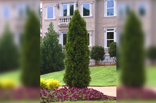Tall evergreen tree in front of a light-colored stucco house with windows and a small flower bed.