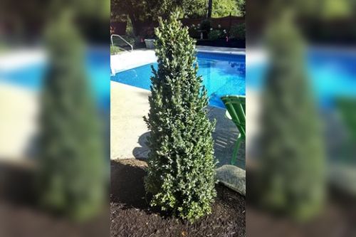 Tall, green, narrow evergreen shrub beside a blue swimming pool.