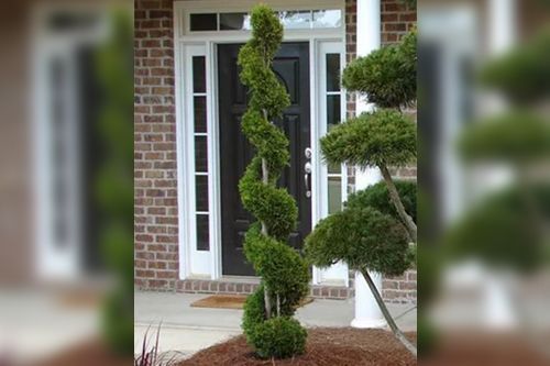 Spiral topiary plant in front of a dark door and brick building.