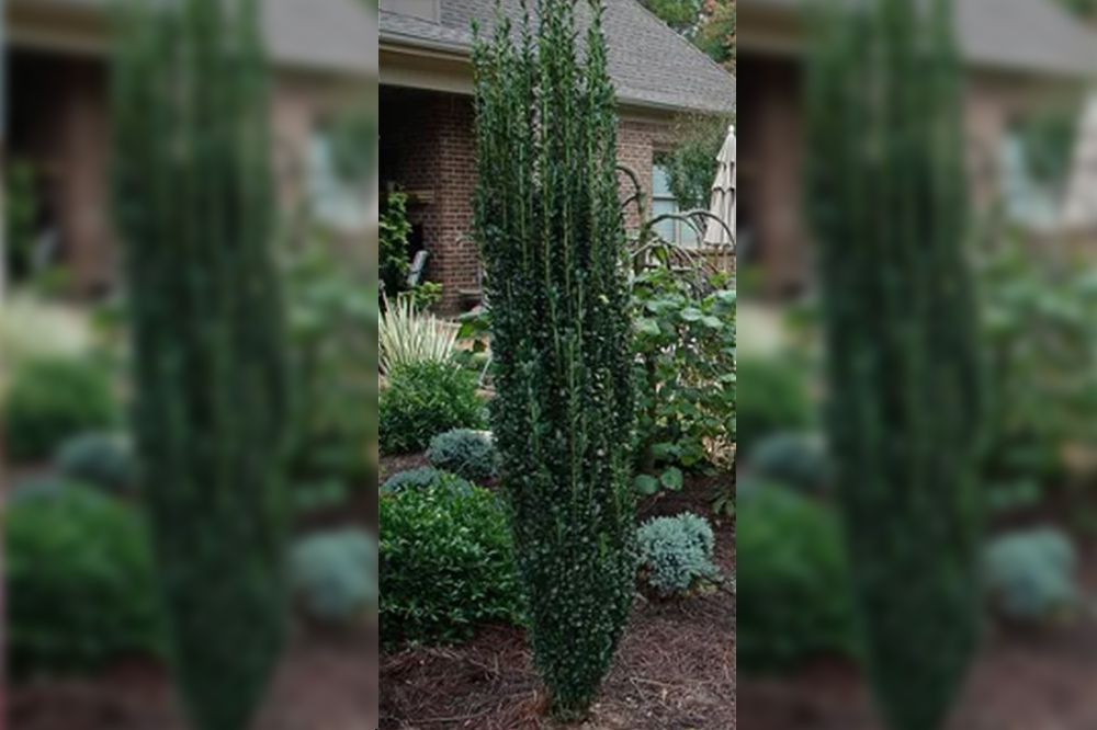 A tall, narrow, evergreen tree in a garden setting, surrounded by other plants and mulch.