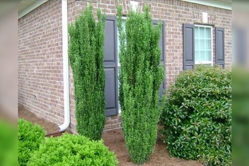 Two tall, columnar green shrubs flank a window with dark shutters on a brick building.
