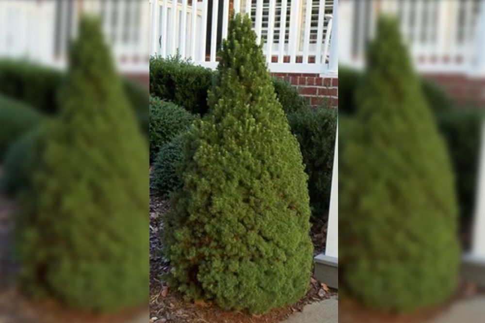 Green, conical evergreen shrub in front of a white picket fence and brick.