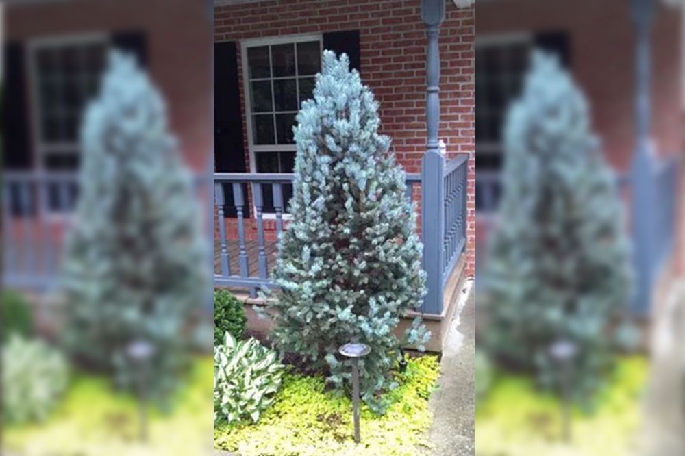 Blue spruce tree next to porch with yellow ground cover and brick exterior.