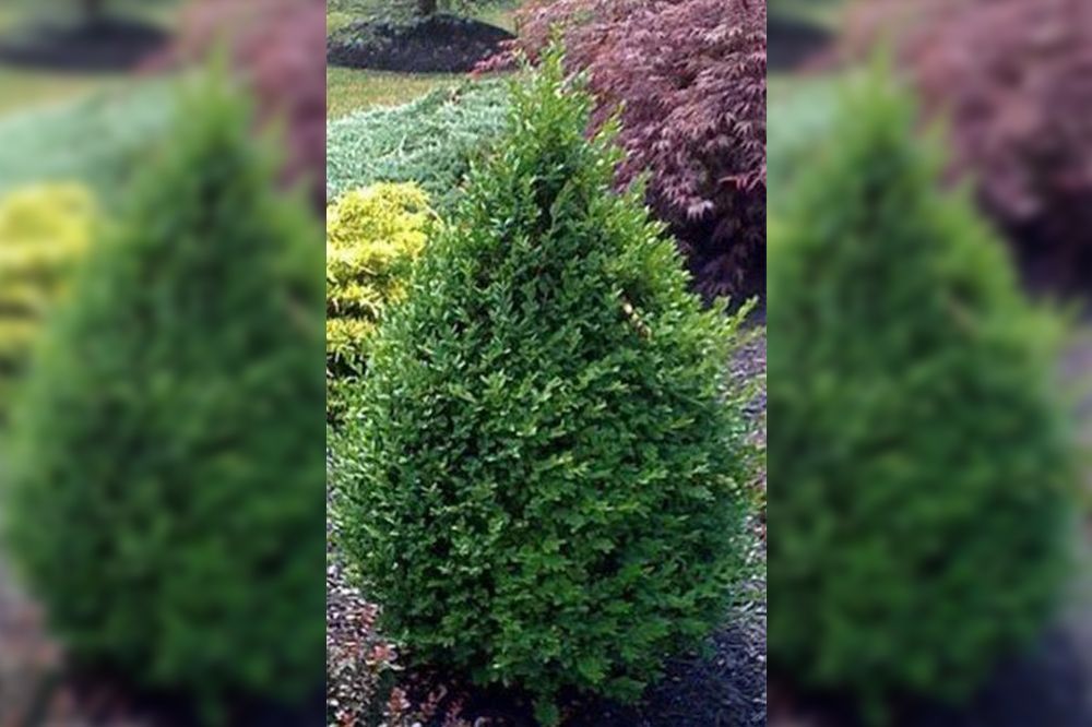 Green, conical evergreen shrub with dense foliage in a landscaped setting.
