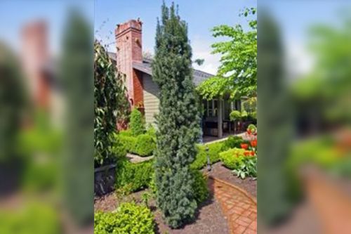 Tall blue-green conifer tree in a garden with a brick chimney and walkway.