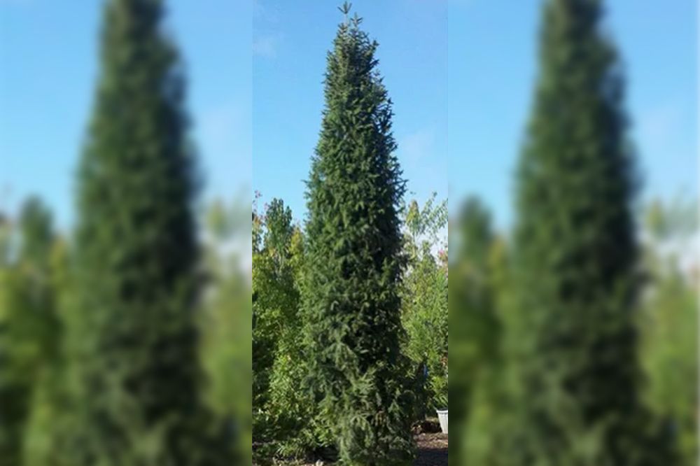 Tall, evergreen tree with dark green needles, reaching towards a clear blue sky.