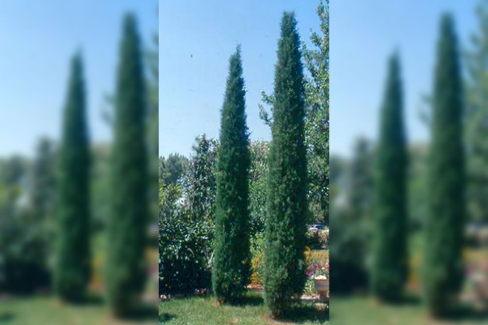 Two tall, slender, green cypress trees stand in a grassy yard under a blue sky.