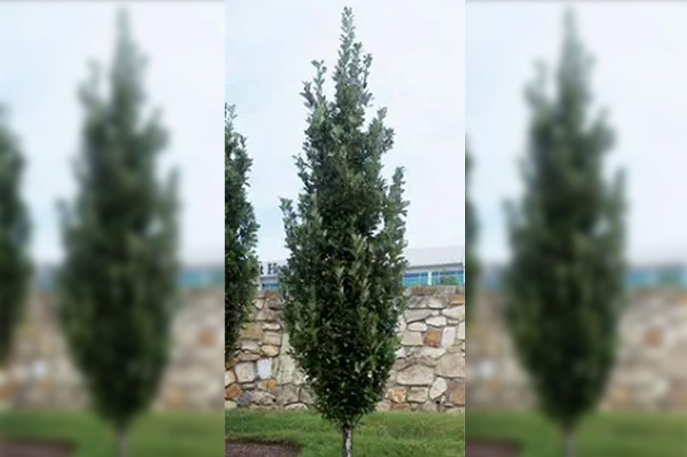 A slender, evergreen tree with a narrow, upright shape.