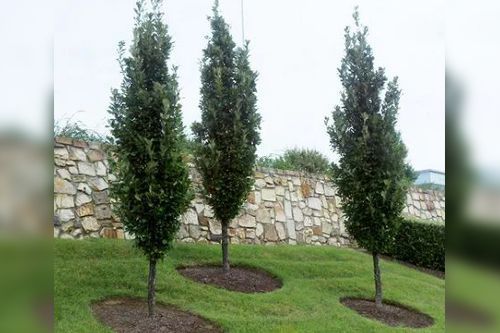 Three tall, narrow trees with green foliage planted in grass in front of a stone wall.