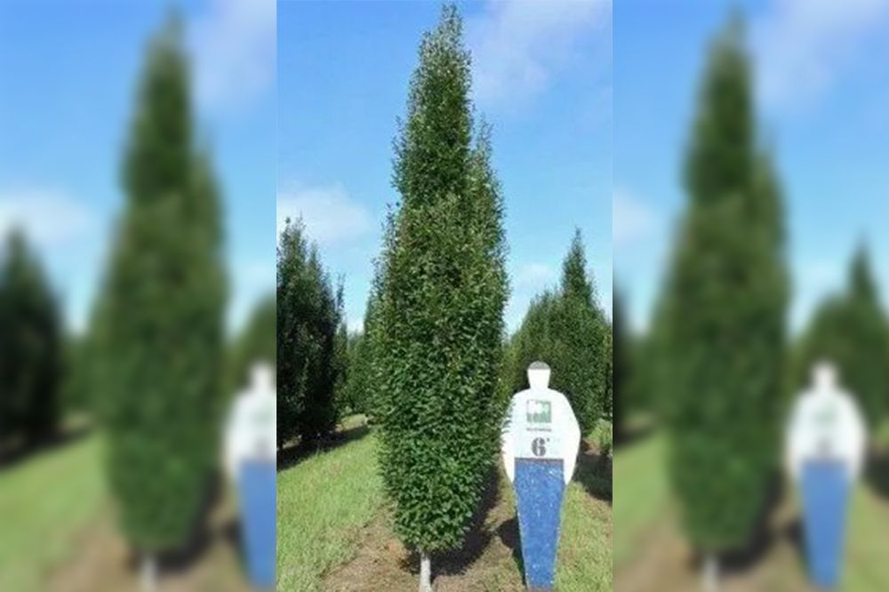 Tall, slender green tree next to a person-shaped sign in a field under a blue sky.