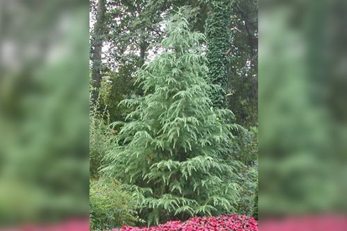 A tall, blue-green conifer tree stands in a garden with red flowers at its base and a column of ivy to its right.