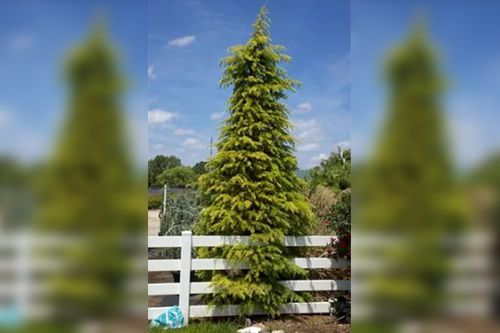 Tall, yellow-green conifer tree behind a white picket fence on a sunny day with blue sky and some clouds.