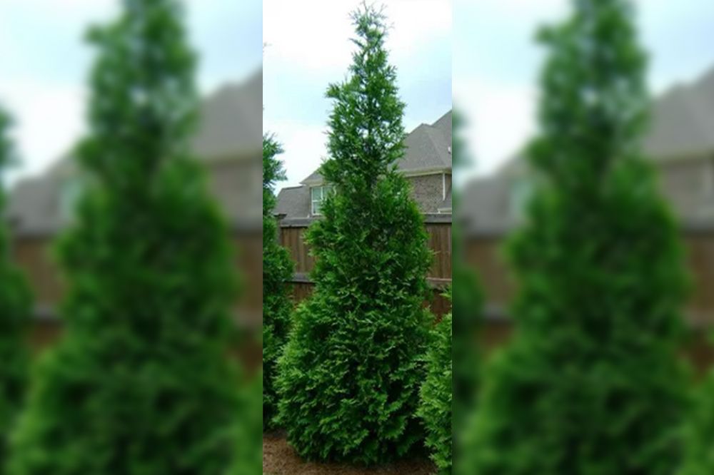 Tall, green evergreen tree, growing outdoors, with a conical shape.