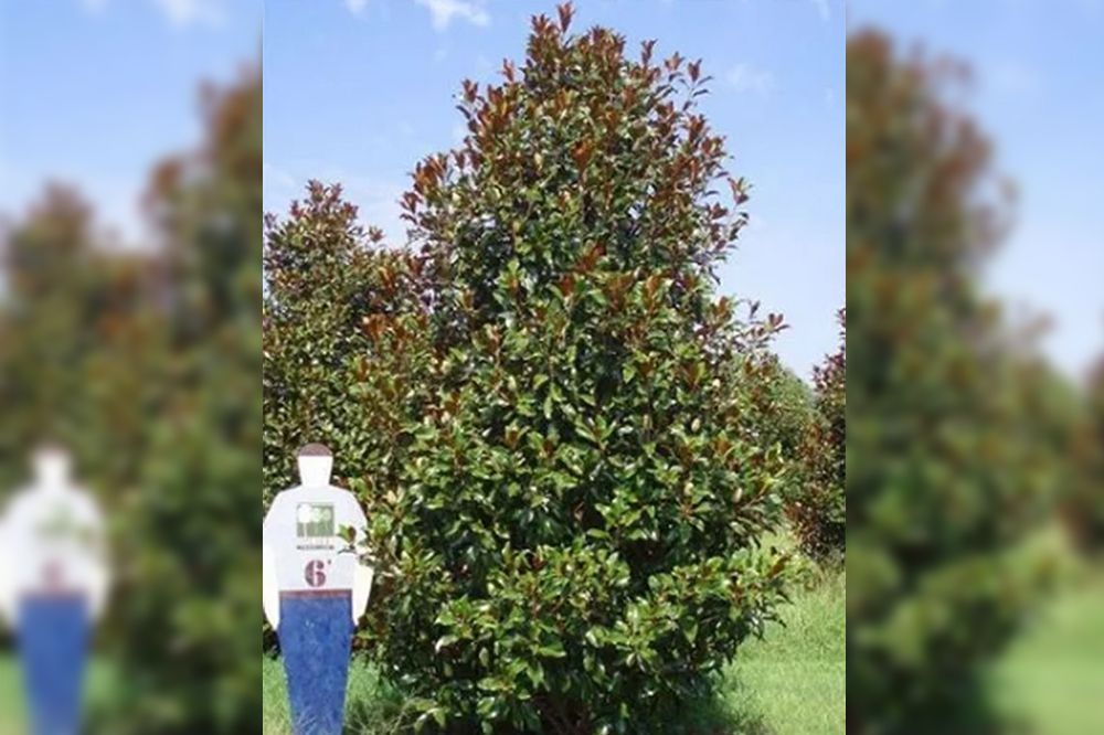 A Magnolia tree with green leaves and reddish-brown undersides, beside a 6-foot marker.