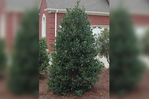 Green tree in front of a brick building with white trim, set in a bed of brown mulch.