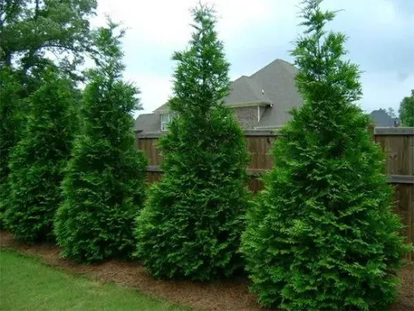 Row of evergreen trees in a yard, against a wooden fence, with a house in the background.
