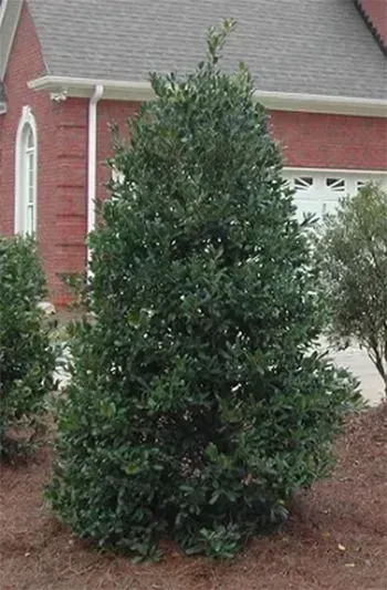 Green, conical tree in front of a red brick house with white trim and garage door.