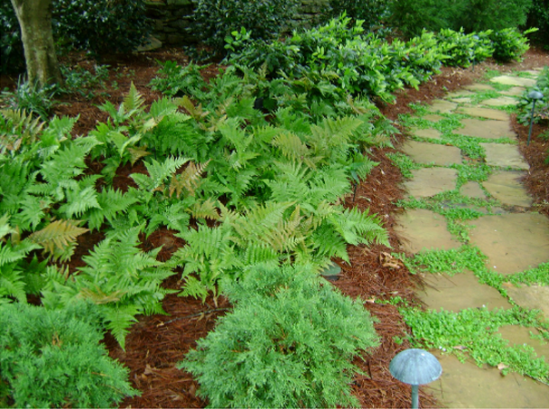 Lush green garden bed beside a stone path with a small path light in the foreground
