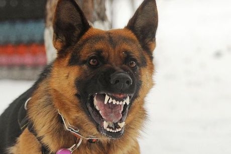 A german shepherd dog is sitting in the snow with its mouth open.