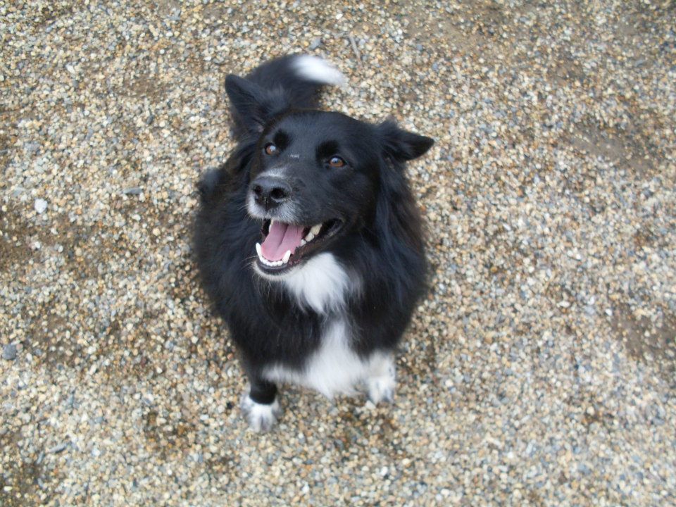 Pet Care Clinic Willington CT Dog / Cat Boarding, Grooming & Daycare