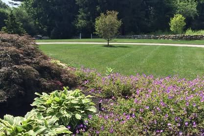 A garden with purple flowers and a tree in the background