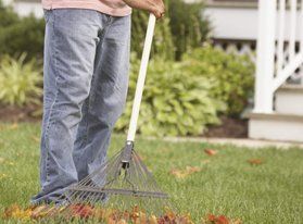 Leaf Removal