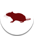 rodent