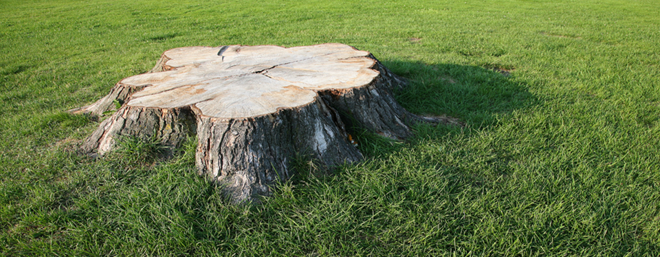 tree - stump