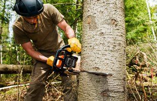 Man cutting tree
