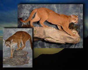 North American Animals | Austin, TX | Rheinlander World Class Taxidermy | 512-447-3337