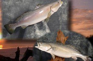 Birds & Fish | Austin, TX | Rheinlander World Class Taxidermy | 512-447-3337