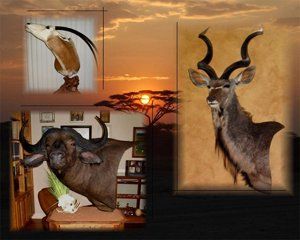 African Animals | Austin, TX | Rheinlander World Class Taxidermy | 512-447-3337