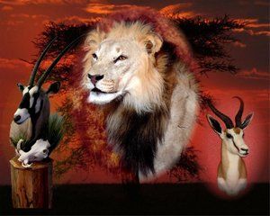 African Animals | Austin, TX | Rheinlander World Class Taxidermy | 512-447-3337