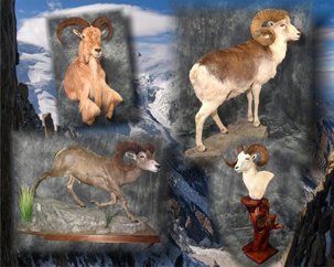 North American Animals | Austin, TX | Rheinlander World Class Taxidermy | 512-447-3337