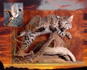 North American Animals | Austin, TX | Rheinlander World Class Taxidermy | 512-447-3337