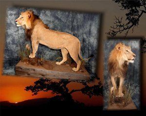 African Animals | Austin, TX | Rheinlander World Class Taxidermy | 512-447-3337