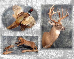 Birds | Austin, TX | Rheinlander World Class Taxidermy | 512-447-3337