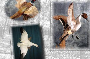 Birds & Fish | Austin, TX | Rheinlander World Class Taxidermy | 512-447-3337