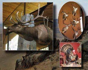 North American Animals | Austin, TX | Rheinlander World Class Taxidermy | 512-447-3337