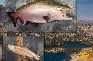 Birds & Fish | Austin, TX | Rheinlander World Class Taxidermy | 512-447-3337