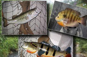 Birds & Fish | Austin, TX | Rheinlander World Class Taxidermy | 512-447-3337