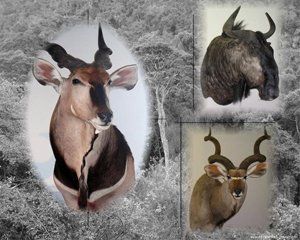 African Animals | Austin, TX | Rheinlander World Class Taxidermy | 512-447-3337