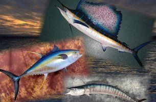 Birds & Fish | Austin, TX | Rheinlander World Class Taxidermy | 512-447-3337