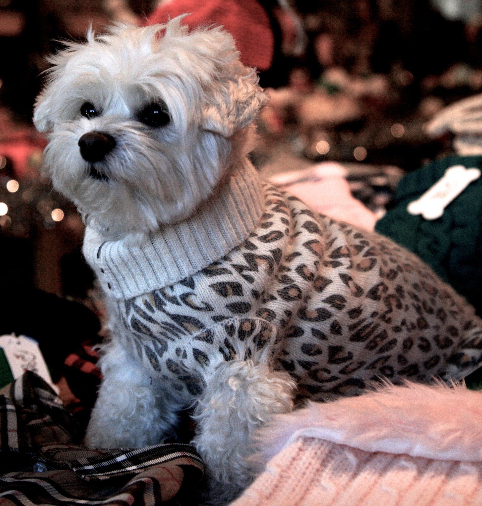 Pet Store Next Door Photo Gallery Glen Head, NY