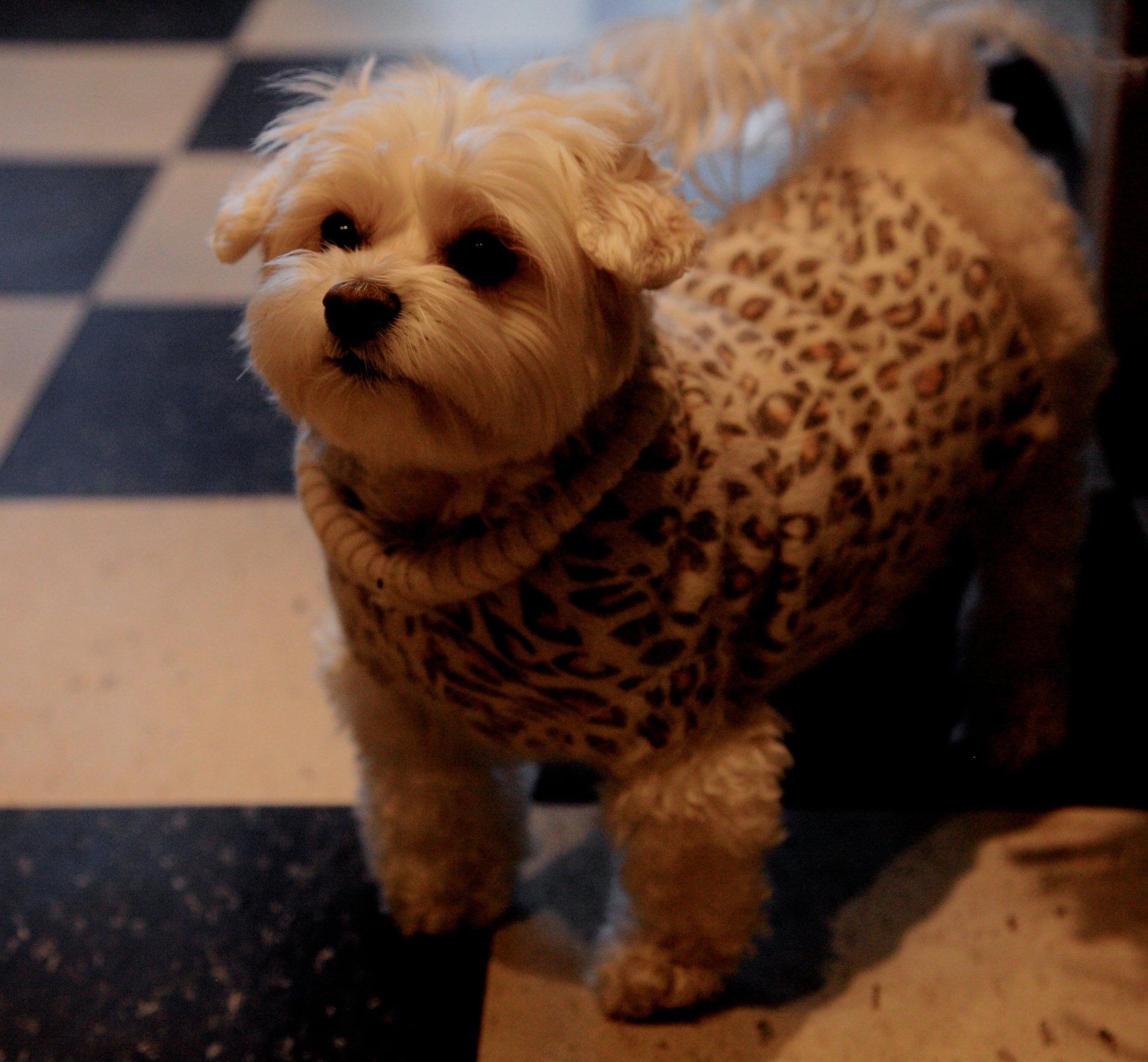 Pet Store Next Door Photo Gallery Glen Head, NY