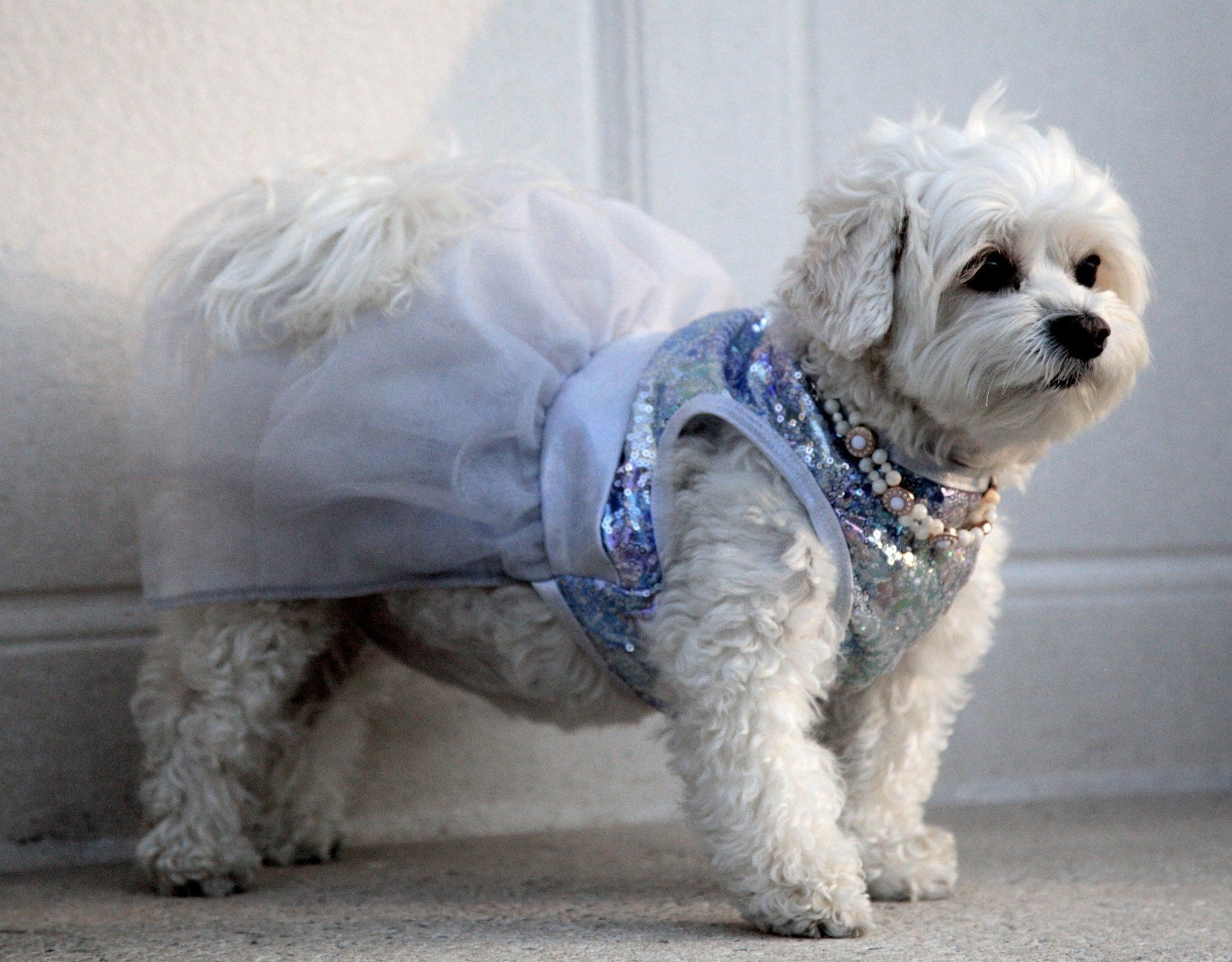 Pet Store Next Door Photo Gallery Glen Head, NY