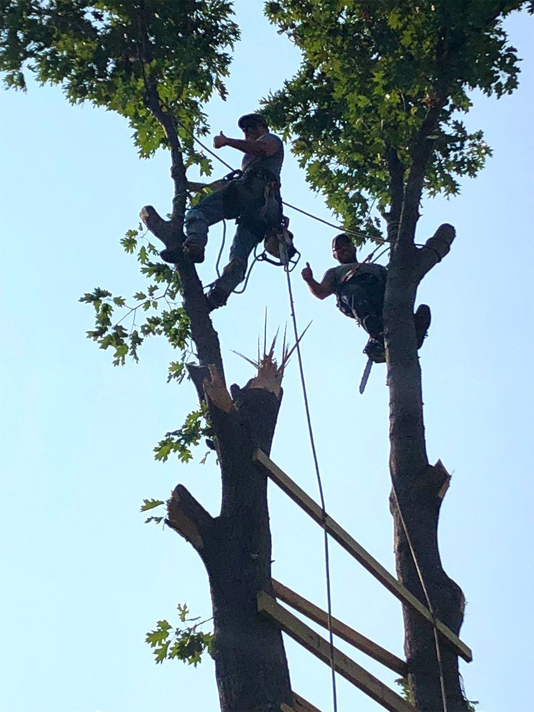 Phillips Tree Care photo gallery