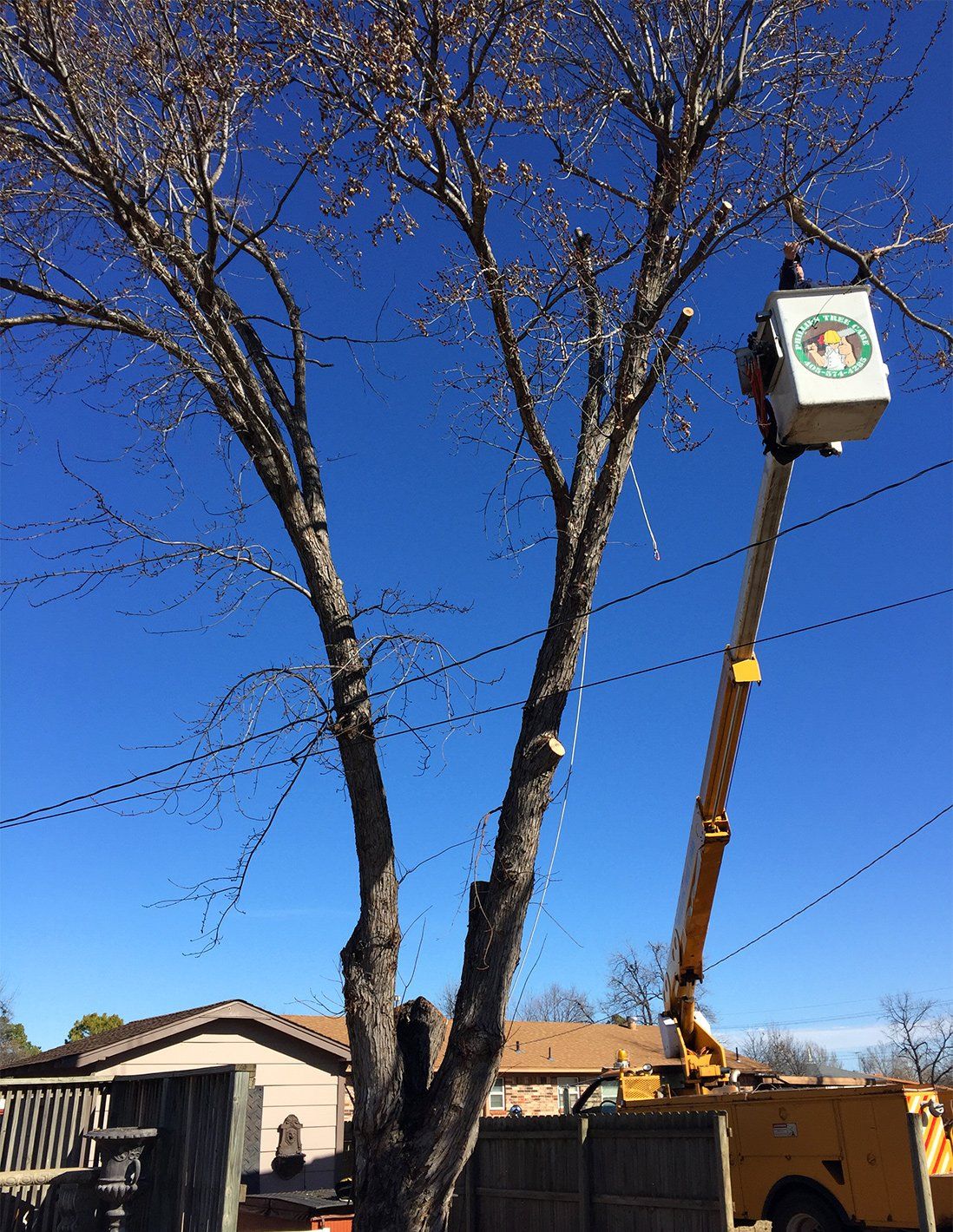 Phillips Tree Care photo gallery
