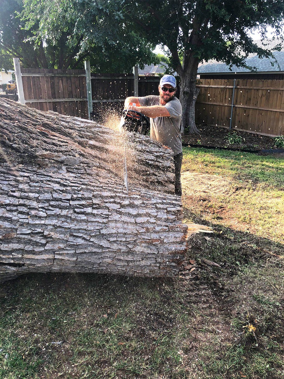 Phillips Tree Care photo gallery