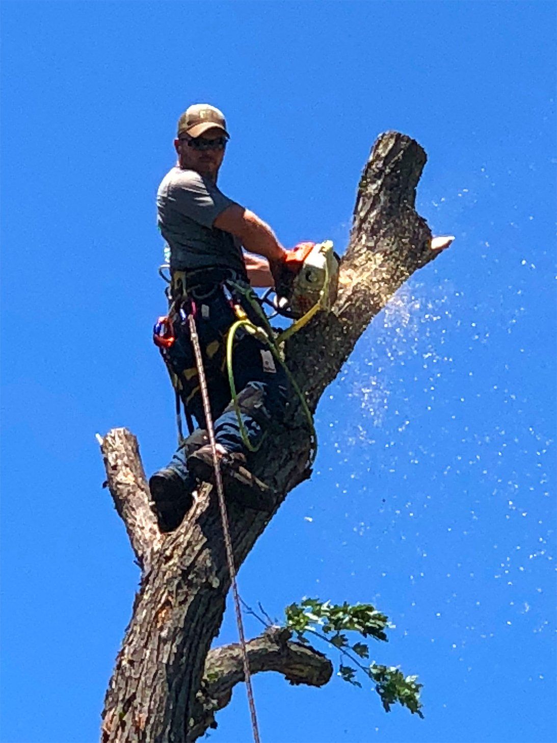Phillips Tree Care photo gallery